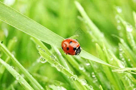 草地上的虫阳光女士季节花园生活昆虫野生动物雨滴环境植物图片