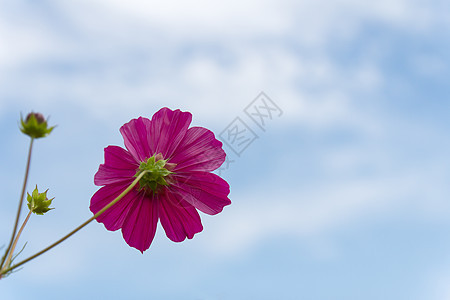 粉粉宇宙花朵花园草地植物学花瓣活力花粉蓝色植物天空紫色图片