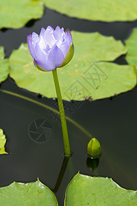 莲花公园百合蓝色池塘荒野食物花园植物工作紫色图片