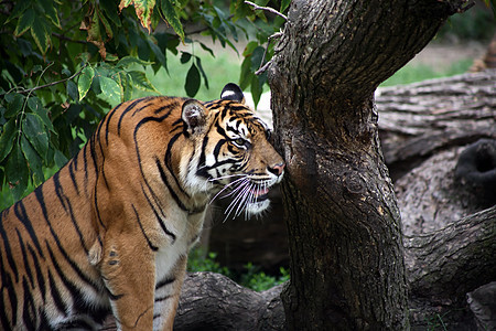 猎虎条纹哺乳动物危险动物园捕食者森林野生动物大猫动物图片