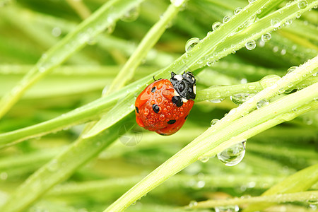 草地上的虫生长场地生活叶子阳光雨滴季节花园环境野生动物图片