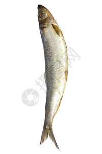 白底的咸鱼钓鱼尾巴妻子鲱鱼盐渍白色食物海鲜皮肤背景图片