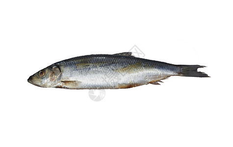 Herring 白色背景不同食物的图像系列鲱鱼钓鱼图片