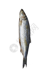 Herring 白色背景不同食物的图像系列鲱鱼钓鱼图片
