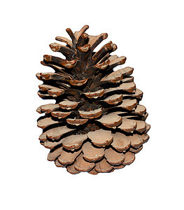 在白色背景上隔离的雪松锥形柜锥体松树针叶装饰品季节木材传统宏观材料松果图片