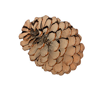 在白色背景上隔离的雪松锥形柜宏观装饰品木头传统松果木材种子森林季节针叶图片