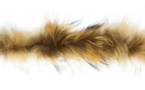 白色背景上的毛皮头发棕色猫科荒野异国绒毛动物宏观黑色皮肤图片