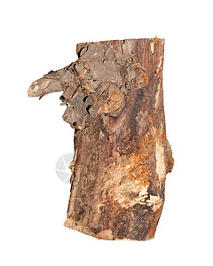 Birch原木在白色背景上被隔离同心棕色木工人硬木日志植物环境材料树干建造图片