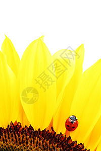 向日葵上拉虫甲虫太阳昆虫园艺场地草地植物学花瓣环境宏观图片