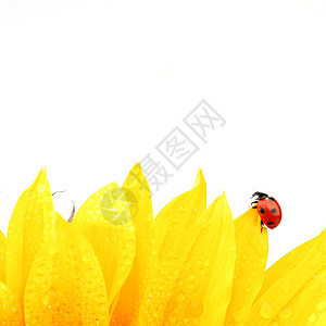 向日葵上拉虫晴天植物季节生物学花园花粉草地甲虫太阳橙子图片