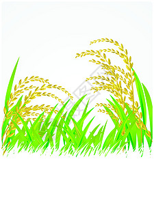 大米 泰泰 泰国 白 插图 茉莉水稻生活绿色植物谷物生长稻田粮食金子农业白色图片