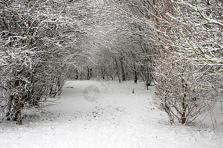 下雪时的森林冻结季节性冬景寒冷磨砂雪景季节白色图片