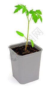 番茄幼苗盒子生长栽培花盆园艺植物植物学花园生活白色图片
