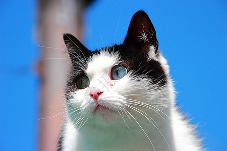 双眼不同的猫黑色个性小猫好奇心晶须绿色宠物毛皮眼睛蓝色图片