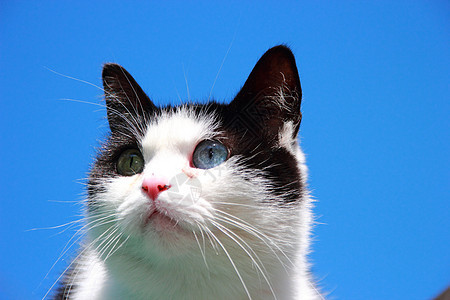 双眼不同的猫哺乳动物宏观小猫白色鼻子水平蓝色好奇心毛皮宠物图片