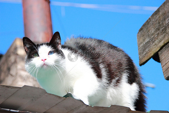 双眼不同的猫个性绿色水平哺乳动物黑色眼睛毛皮鼻子好奇心白色图片