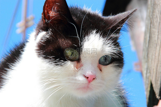 双眼不同的猫蓝色好奇心鼻子白色小猫毛皮宏观黑色宠物眼睛图片