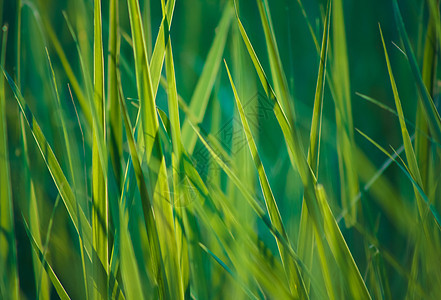 春青绿草场地乡村草地牧场生态季节植物草原阳光地面图片
