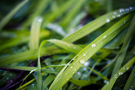 新鲜绿草上滴水植物宏观生长水电飞溅生态运球眼泪气候草本植物图片