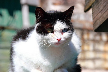 双眼不同的猫好奇心宠物晶须绿色毛皮宏观白色蓝色小猫眼睛图片