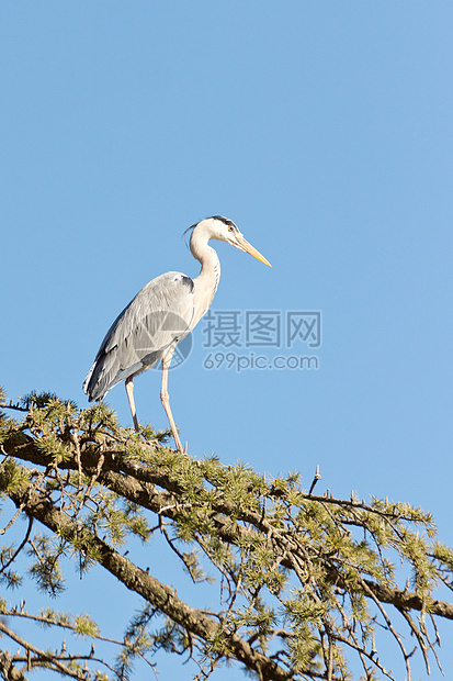 一棵树上的起角图片