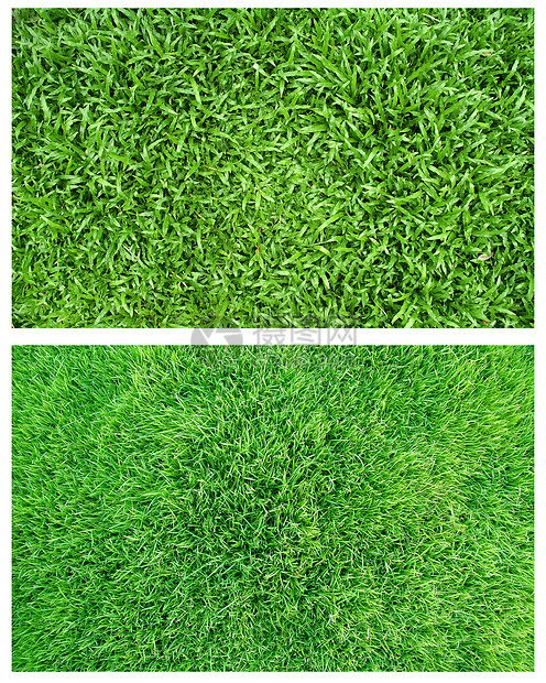 春青绿草足球叶子草本植物场地草地草皮园艺墙纸院子运动图片