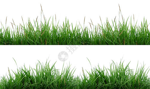 与世隔绝的青绿草场地水平生长绿色白色草皮叶子植物草地乡村图片