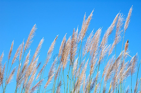 野草和蓝天空草地环境场景季节棕色蓝色绿色植物阳光植物群图片