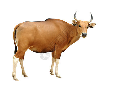 孤立的雌basteng棕色肌肉女性哺乳动物动物群白色奶牛红色热带动物图片
