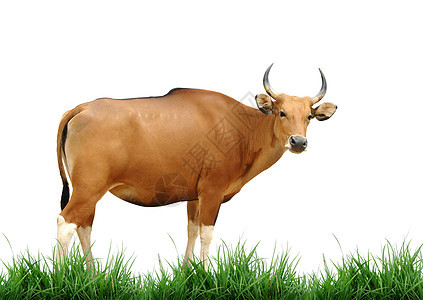 与隔离绿草的雌动物园力量喇叭荒野奶牛动物肌肉动物群野生动物热带图片