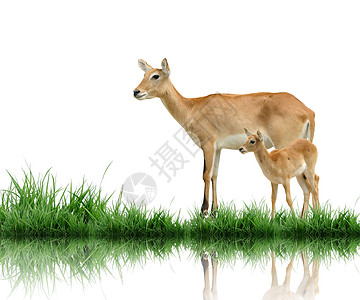 与绿草隔离的红女性野生动物动物食草哺乳动物水平反射羚羊场地婴儿图片