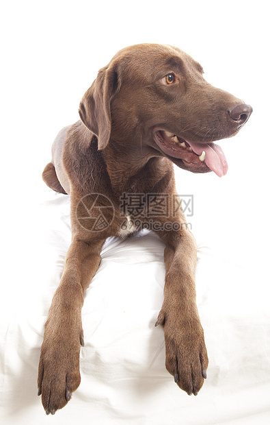 拉布拉多检索器白色涂层工作室犬类棕色哺乳动物警报身体耳朵小狗图片