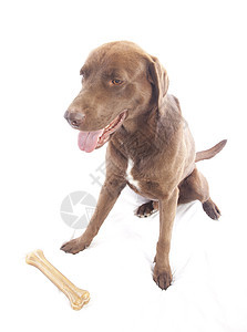 拉布拉多检索器棕色工作室小狗享受耳朵犬类宠物身体食肉警报图片