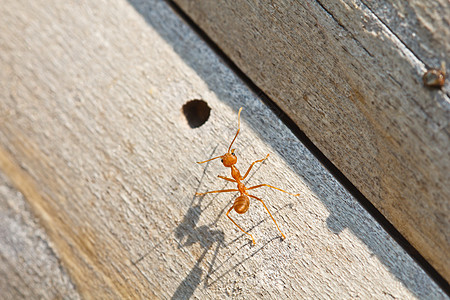 蚂蚁触角水平天线昆虫野生动物动物群照片害虫红色漏洞图片
