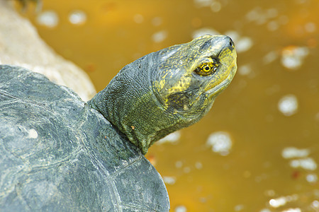 水域边缘的乌龟动物眼睛冬眠荒野爬虫休息植物山龟野生动物图片
