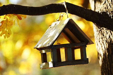 秋林中的鸟屋天空环境庇护所树叶巢箱森林植物叶子桌子房子图片