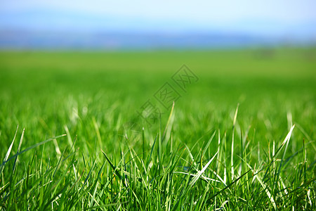 绿绿草环境植物阳光太阳季节牧场农场土地天气农业图片