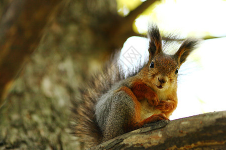 秋季森林中的松松鼠头发坚果眼睛木头晴天公园生活哺乳动物尾巴太阳图片
