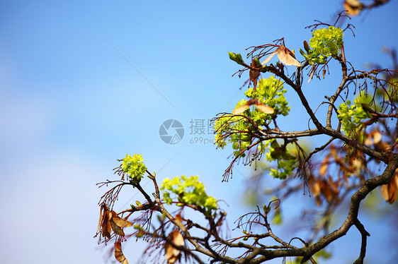 分支机构天空叶子场景森林晴天蓝色植物公园木头树干图片