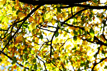 秋天的假期即将结束场景叶子橙子框架墙纸金子宏观射线季节森林图片