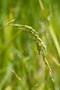 谷麦农场场地面包粮食食物谷物植物农业培育核心图片