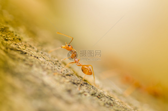 绿色性质的红蚂蚁工作红色探索昆虫旅行集体漏洞宏观腰部图片