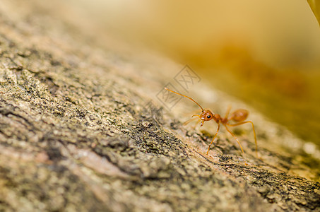 绿色性质的红蚂蚁集体腰部探索工作漏洞旅行昆虫宏观红色图片