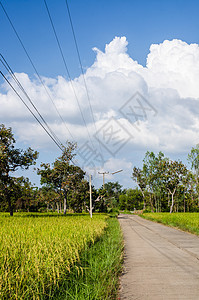 稻米田和公路图片