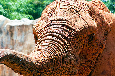 靠近一头非洲大象象鼻树干公园象牙野生动物鼻子动物园动物獠牙哺乳动物图片