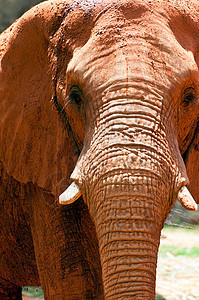 靠近一头非洲大象树干哺乳动物动物园象牙野生动物公园鼻子象鼻獠牙动物图片