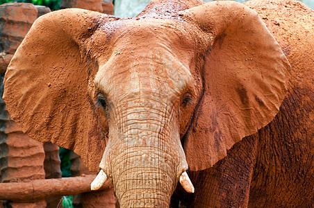 靠近一头非洲大象哺乳动物象鼻动物动物园树干野生动物鼻子獠牙公园象牙图片