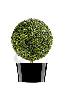 白上孤立的圆灌木环境衬套叶子公园绿色剪裁园艺雕塑圆形花园图片
