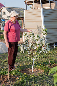 奇异苹果树的鲜花快乐园艺水果种植园丁住宅女士花园白色老年图片