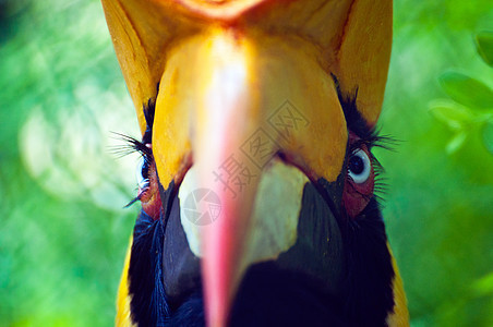 角标头账单动物航班羽毛荒野犀鸟翅膀热带眼睛黑色图片